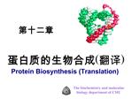 Protein Biosynthesis Translation