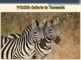 Wildlife Safaris in Tanzania