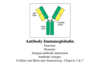 Antibody-Immunoglobulin Function Structure Antigen-antibody interaction Antibody isotypes Cellular and Molecular Immunol