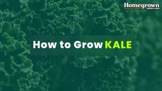 how to grow kale?