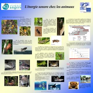 L’énergie sonore chez les animaux