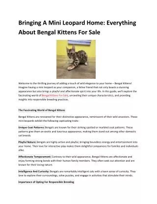 Bengal Kittens For Sale: Find Your Perfect Feline Companion