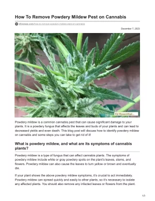 nflnewsz.com-How To Remove Powdery Mildew Pest on Cannabis (1)