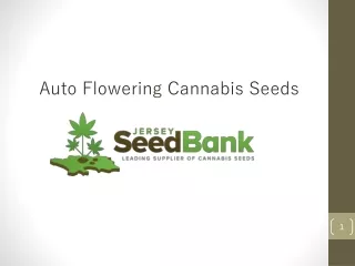 Auto flowering cannabis seeds