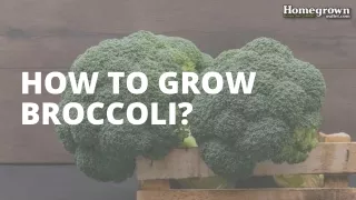 How to Grow Broccoli?