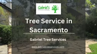 Tree Service in Sacramento - Gabrieltreeservices.com