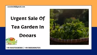 Urgent Sale Of Tea Garden In Dooars