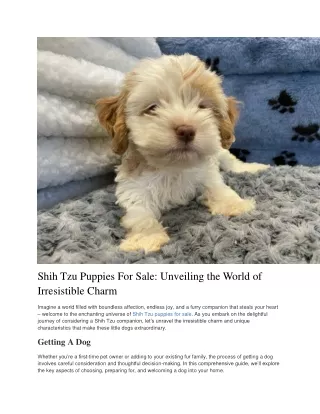 Shih Tzu Puppies For Sale