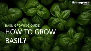 How to Grow Basil?