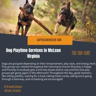 Dog Playtime Services in McLean Virginia