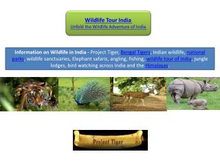wildlife tour india
