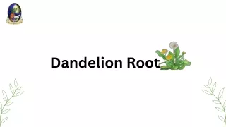 Benefits and Side Effects of Dandelion Root