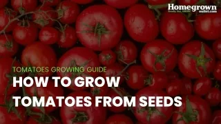 how to grow tomatoes from seeds?