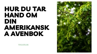 Hur du tar hand om din amerikanska avenbok
