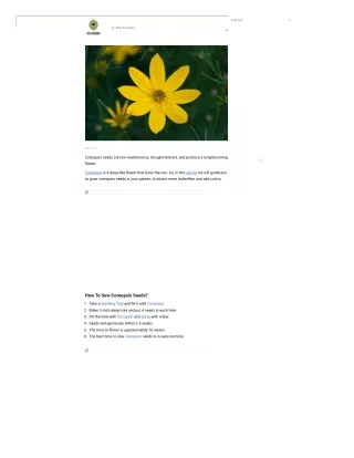 how-to-grow-coreopsis-seeds