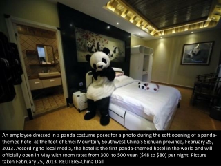 Panda hotel