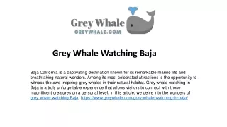 Top Gray Whales Giants of the Deep