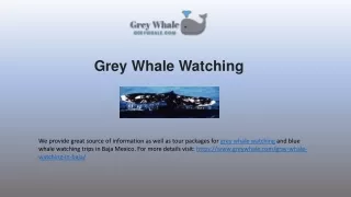 Majetsic Grey Whale Watching Tours In Baja