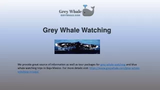 Majetsic Grey Whale Watching Tours In Baja