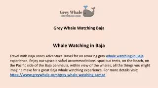 Thrilling Baja Gray Whale Watching Trips