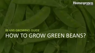 HOW TO GROW GREEN BEANS