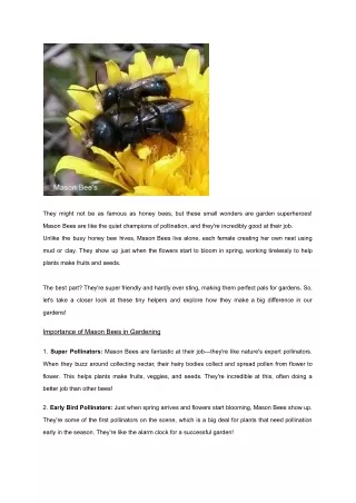 MASON BEES_ YOUR ULTIMATE GUIDE TO NATURE'S UNSUNG GARDEN HEROES!