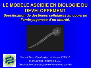 LE MODELE ASCIDIE EN BIOLOGIE DU DEVELOPPEMENT Spécification de destinées cellulaires au cours de l’embryogénèse d’un ch