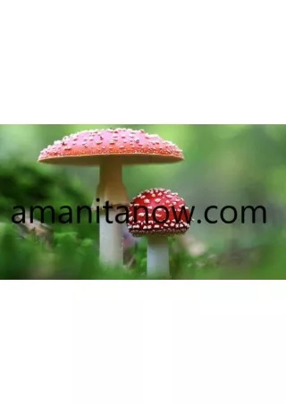 Buy amanita muscaria dried caps