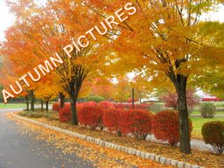 Autumn pictures