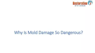 Why Is Mold Damage So Dangerous?