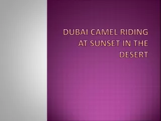 Dubai Camel Riding at Sunset in the Desert