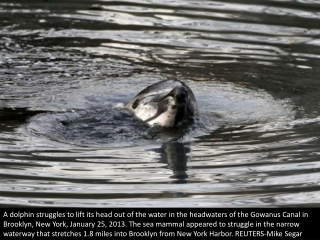 A dolphin in Brooklyn