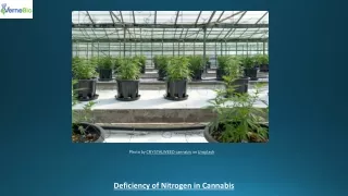 Deficiency of Nitrogen in Cannabis