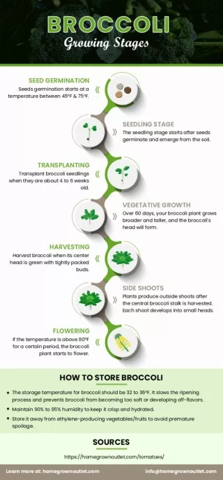 Broccoli Plant Growing Stages