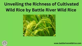 Cultivated Wild Rice