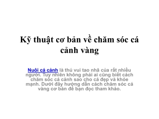 Kỹ thuật cơ bản về chăm sóc cá cảnh vàng