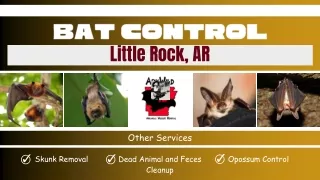 Bat Control Service Little Rock, AR