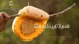 கொம்பு தேன்