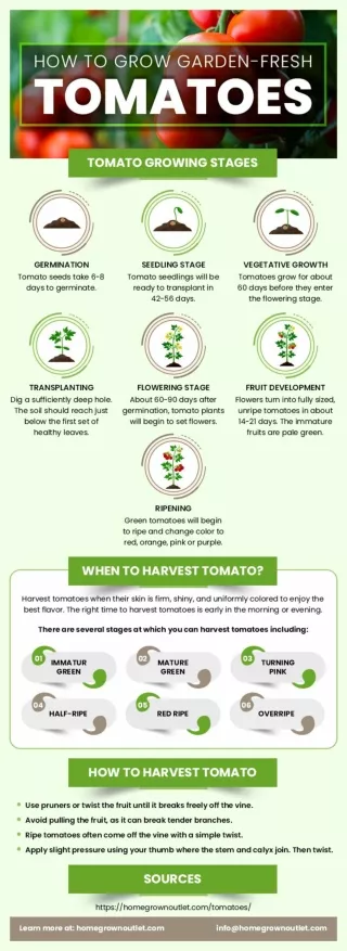 Tomatoes Growing Stages