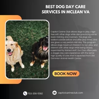 Best Dog Day Care Services in McLean VA