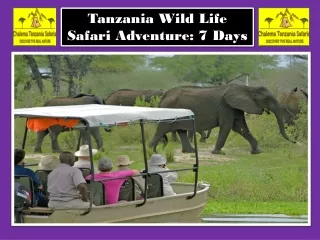 Tanzania Wild Life Safari Adventure 7 Days