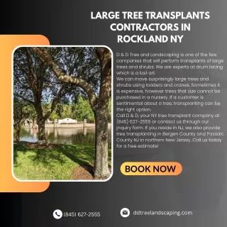 Large Tree Transplants Contractors in Rockland NY