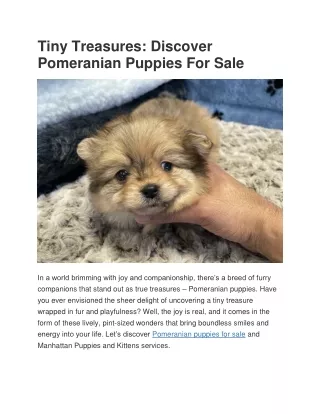 Adorable Pomeranian Puppies For Sale