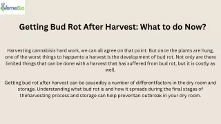 Getting Bud Rot After Harvest: What to do Now?