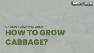 How to Grow Cabbage?