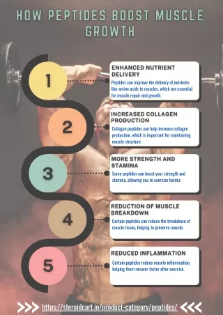 How Peptides Boost Muscle Growth