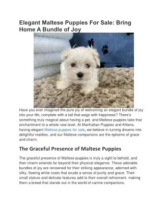 Maltese Puppies For Sale