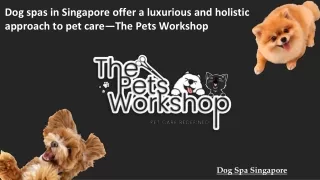 Dog spas in Singapore offer a luxurious and holistic approach to pet care—The Pets Workshop