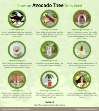 How to Grow an Avocado Seed?