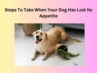 Steps To Take When Your Dog Has Lost Its Appetite